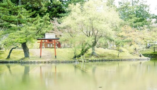 【天然記念物】奈良の東大寺にある鏡池にいるワタカとはどんな生物？形や姿は？画像もレビュー